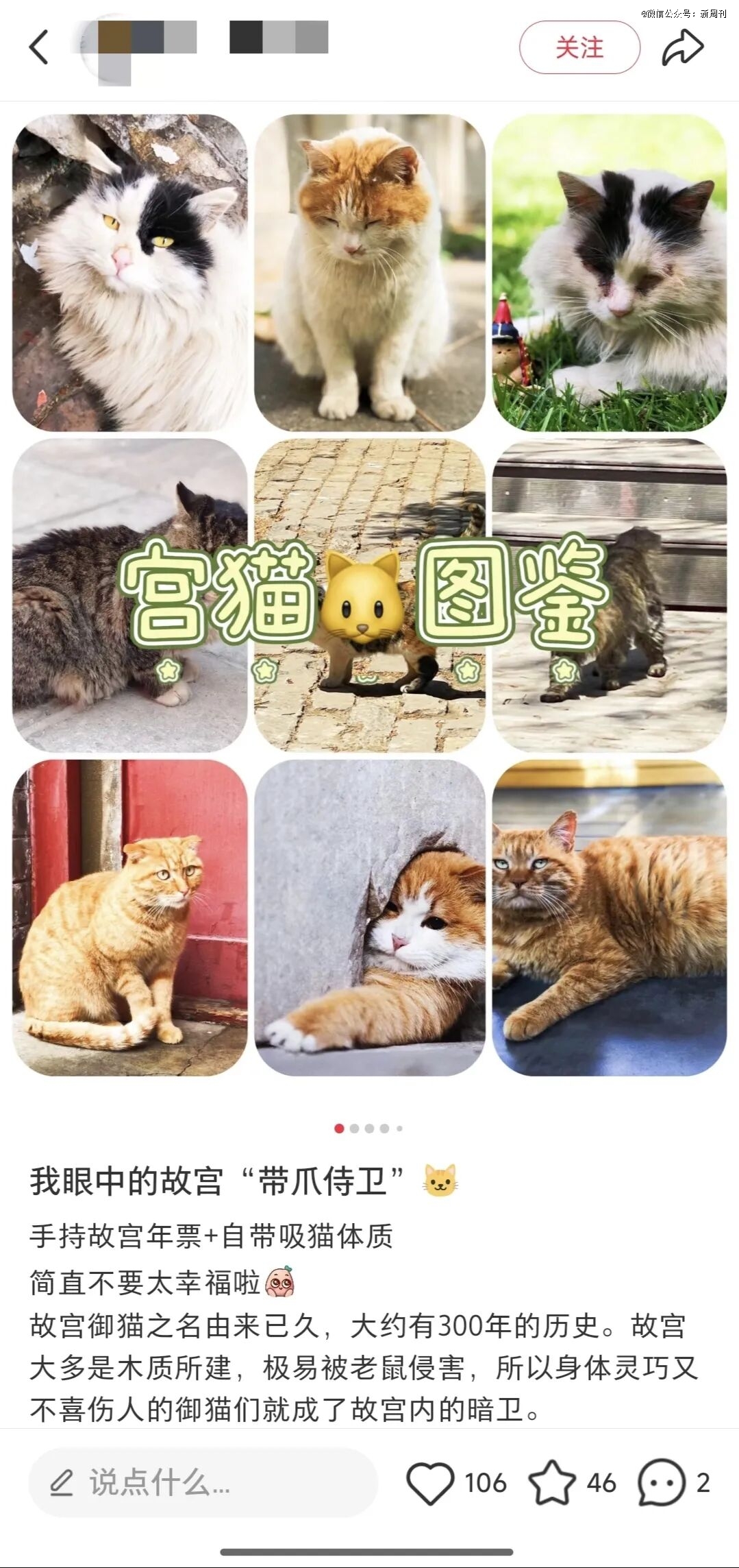 年轻人最爱的撸猫圣地,竟然在宫里